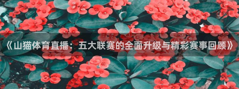 《山猫体育直播：五大联赛的全面升级与精彩赛事回顾》